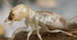 Termite Control in VA Beach