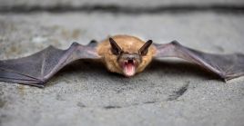 Bat Removal Virginia Beach