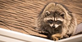 Raccoon Removal Virginia Beach