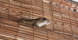 Squirrel Removal Virginia Beach