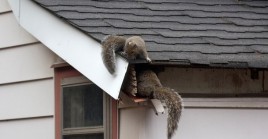 Wildlife Removal Virginia Beach