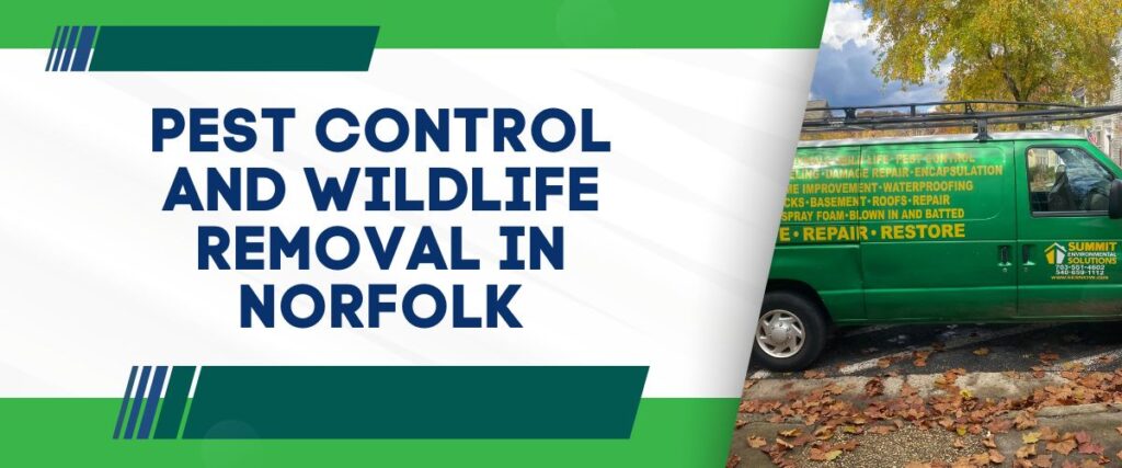 Pest Control and Wildlife Removal in Norfolk
