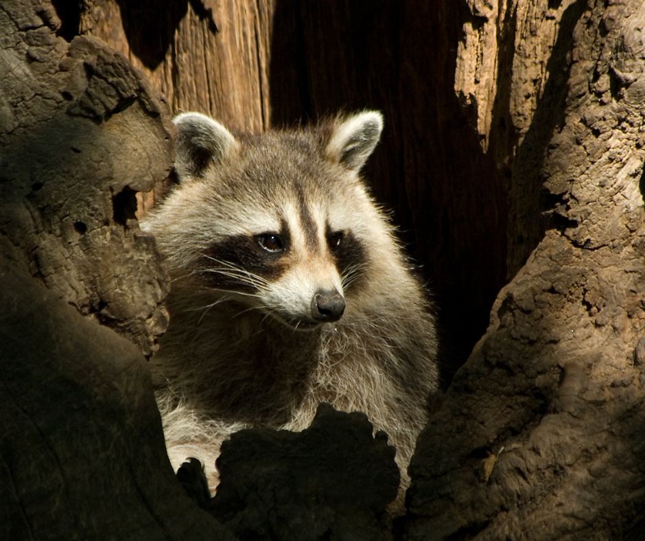 raccoon in attic