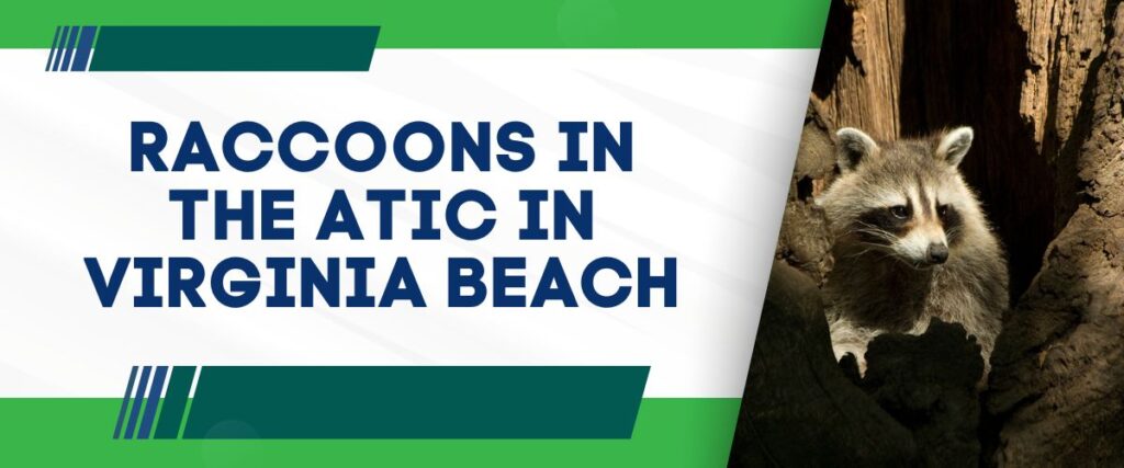 raccoons in the attic in virginia beach header image