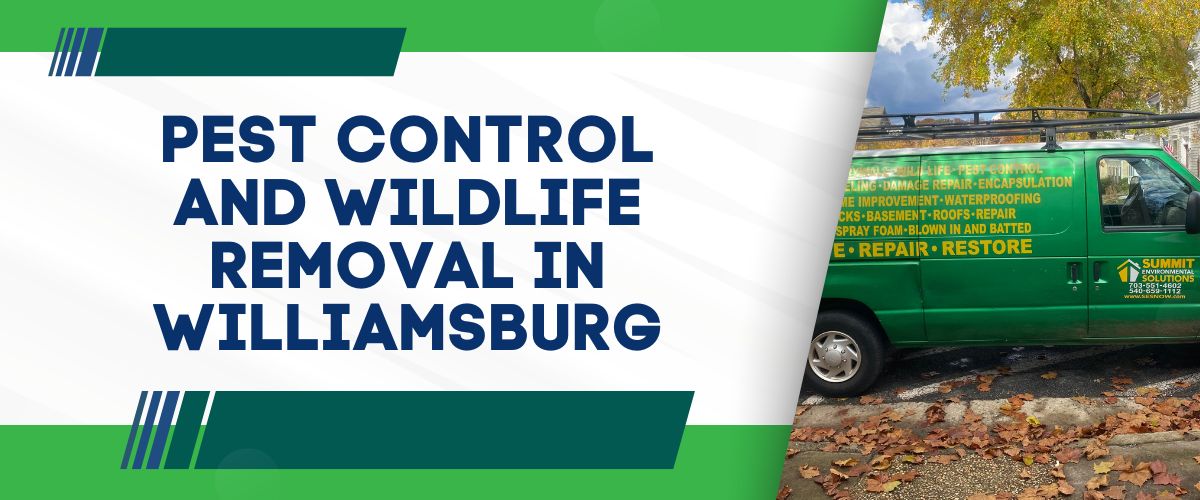 Wildlife Removal Williamsburg VA - Squirrels, Bats, Raccoons - Pest Control Service