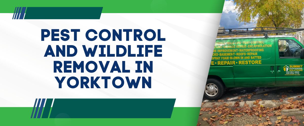 Wildlife Removal and Pest Control in Yorktown VA