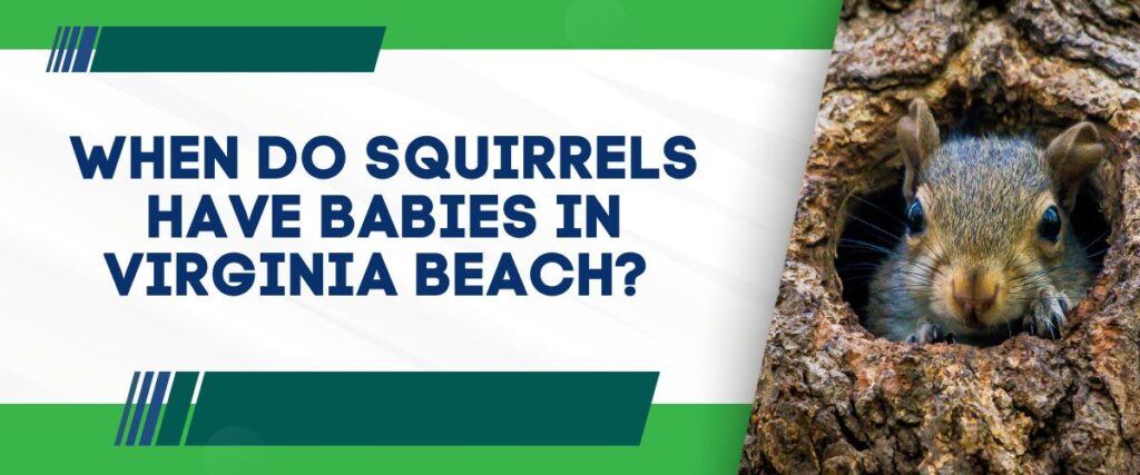 squirrel babies in va beach hero image