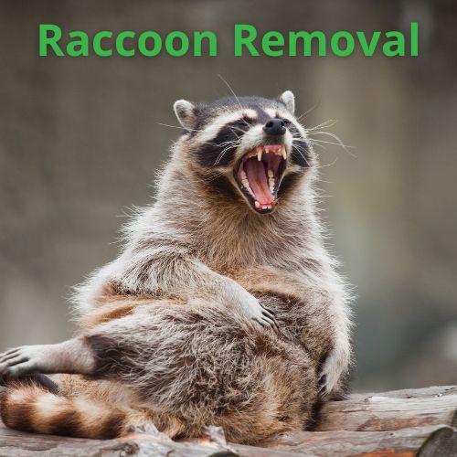 Raccoon Removal Williamsburg VA