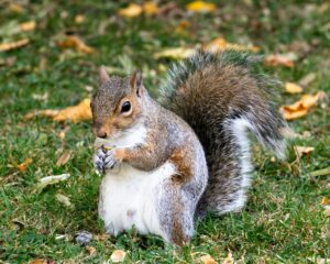squirrel removal in Newport News, VA
