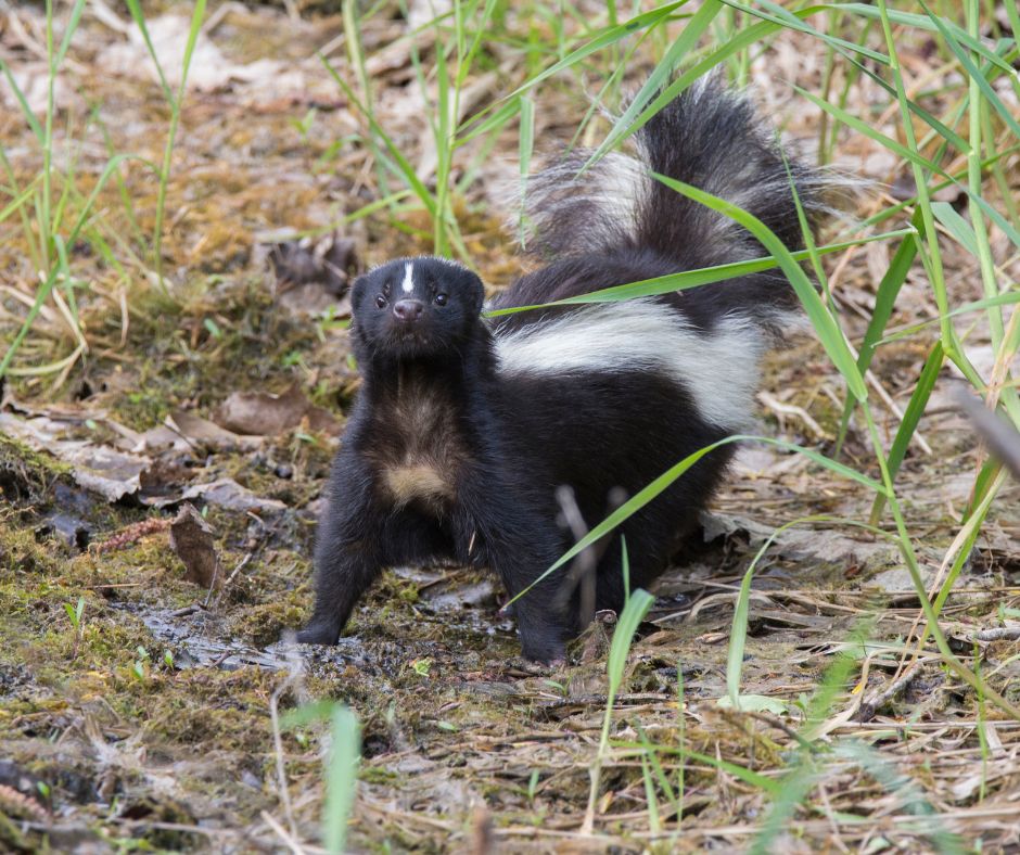 skunk in defensive stance