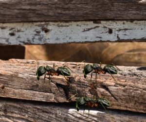 SES VA beach carpenter ants blog image