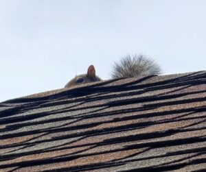 squirrel on roof va beach blog