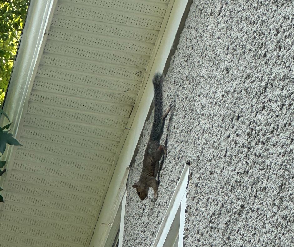 squirrel scaling wall va beach blog
