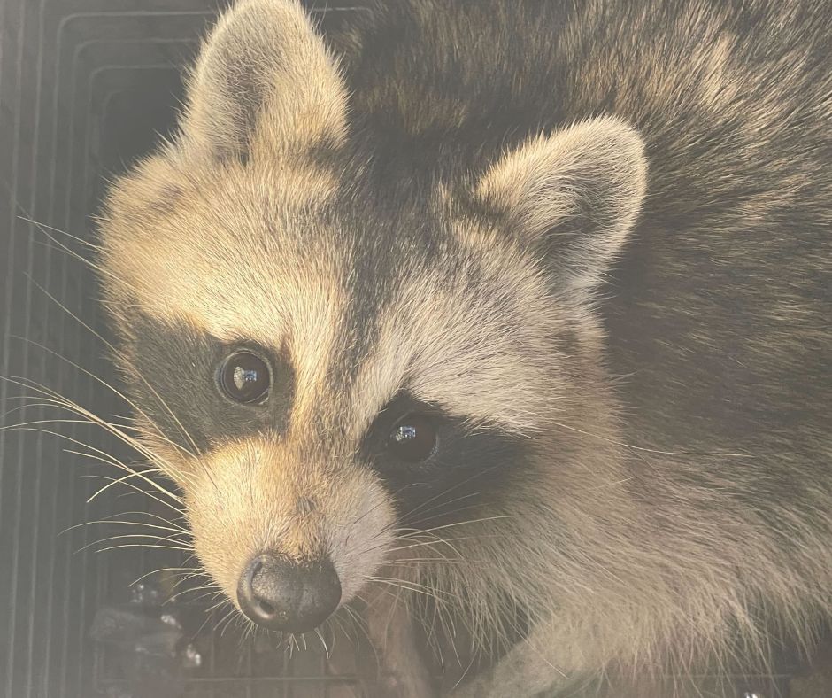 Wildlife Removal in Gloucester, VA