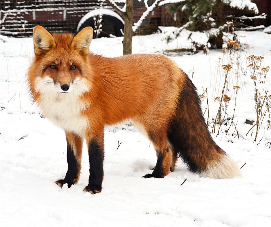 fox in the snow