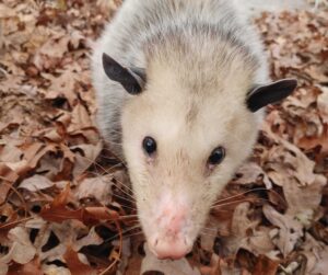 ses va beach may blog opossum