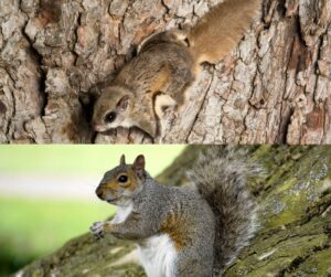 flying vs gray squirrels