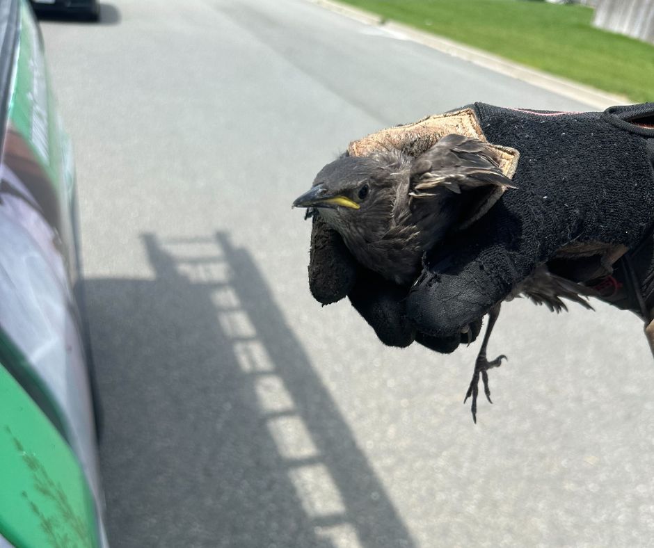 why birds should be removed by professionals va beach