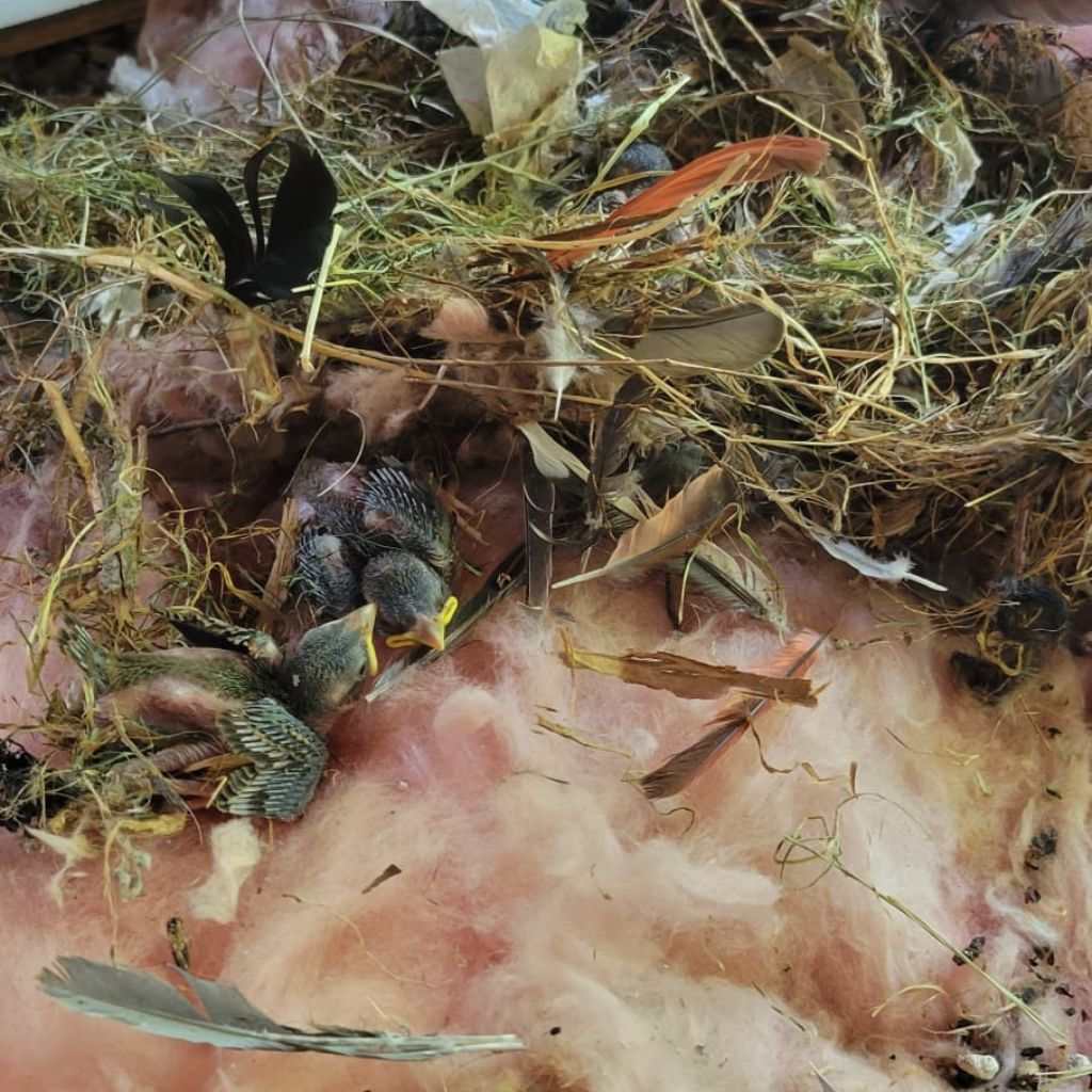 birds nest in attic insulation with young starlings and nesting debris. contact summit for bird removal and insulation replacement
