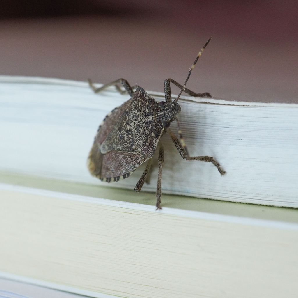 stink bug sitting on wood trim inside a home