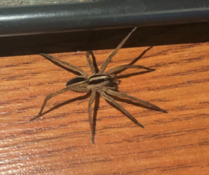 wolf spider on brown wooden table with one leg lifted