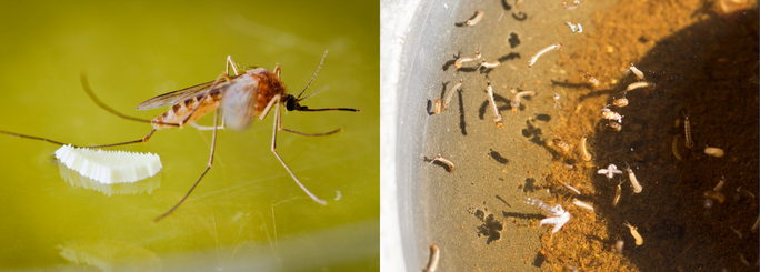 summit pest control in virginia beach mosquito control and preventative treatment