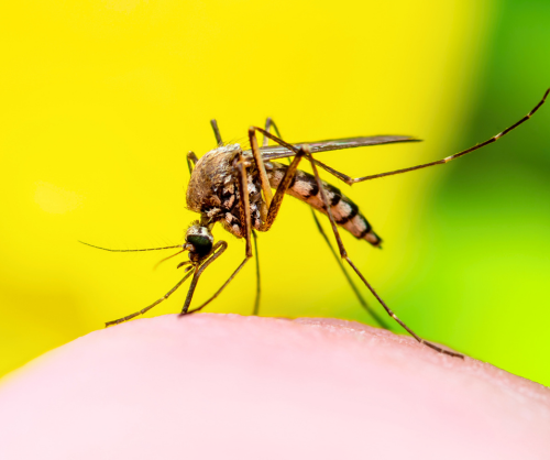 summit pest control in virginia beach mosquito control and preventative treatment