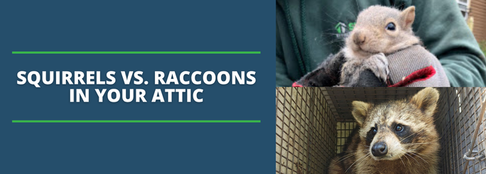 squirrel in attic, raccoon in attic in virginia beach