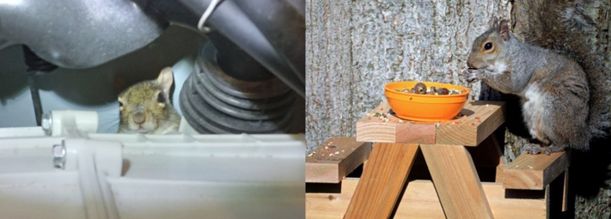 squirrel in attic, raccoon in attic, summit environmental solutions in virginia beach, norfolk, newport news, and hampton