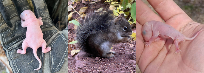 squirrel in attic, raccoon in attic, summit environmental solutions in virginia beach, norfolk, newport news, and hampton