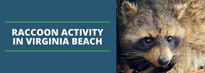 squirrel in attic, raccoon in attic, summit environmental solutions in virginia beach, norfolk, newport news, and hampton