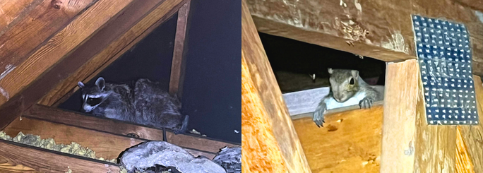 squirrel in attic, raccoon in attic, summit environmental solutions in virginia beach, norfolk, newport news, and hampton