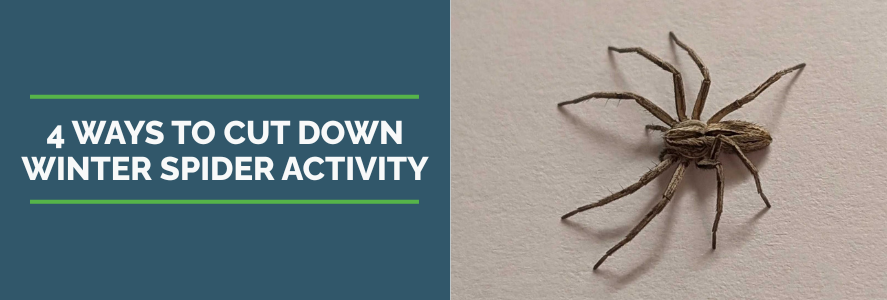 wolf spider on white surface