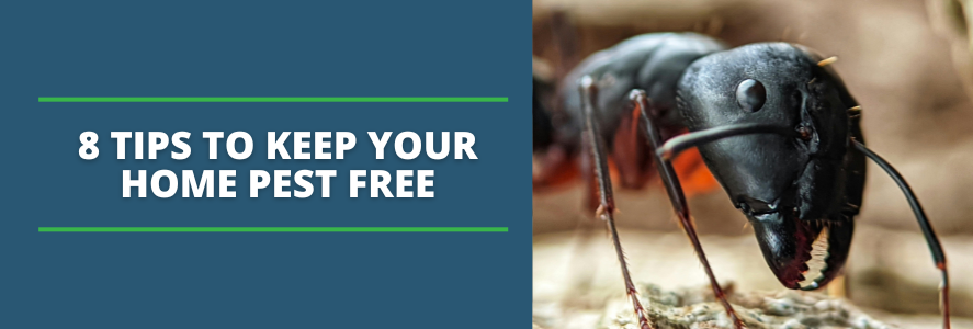 spring break pest prevention tips