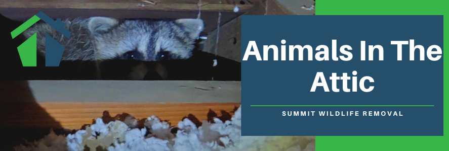 Animal in Attic Removal in Virginia Beach
