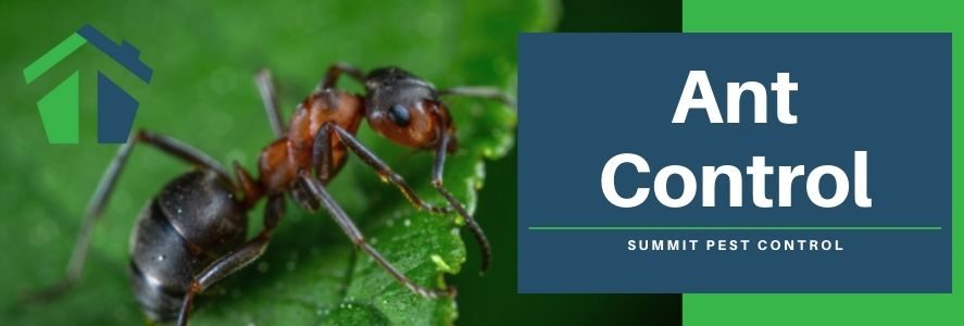 Ant Control - Summit Pest Control