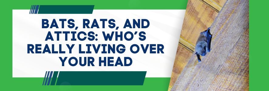 Bats, Rats, and Attics Who’s Really Living Over Your Head