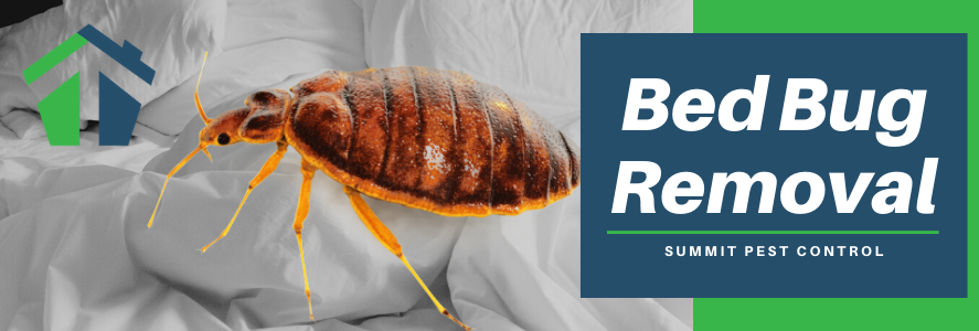 Bed Bug Control And Treatments In Virginia Beach And Hampton, VA