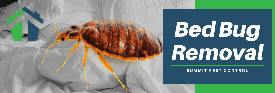 Bed Bug Control in VA Beach