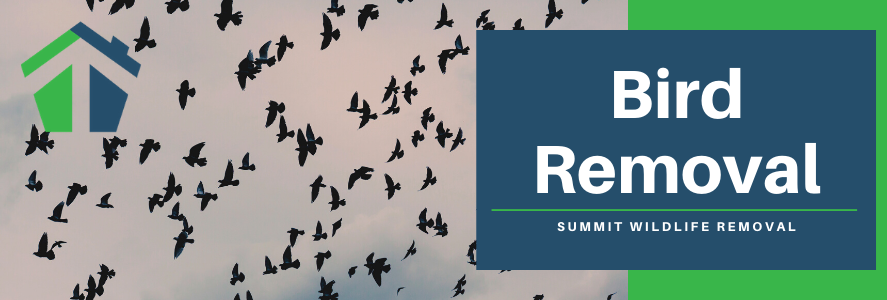 bird removal virginia beach