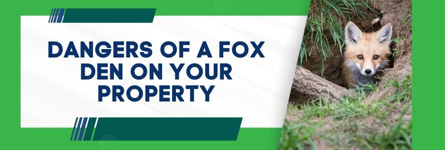 Dangers of a Fox Den On Your Property