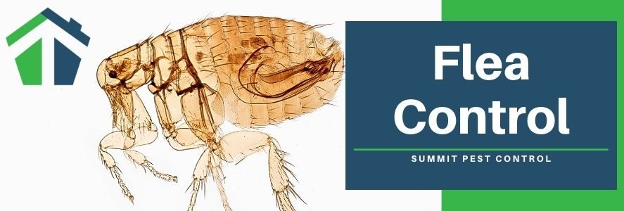 Flea Control - Virginia Beach and Norfolk VA