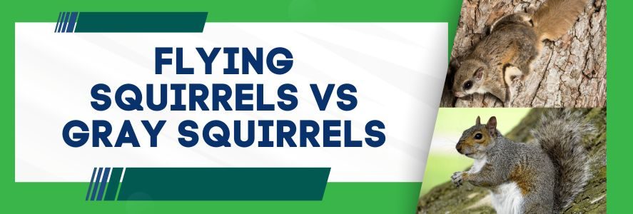 Flying Squirrels vs Gray Squirrels