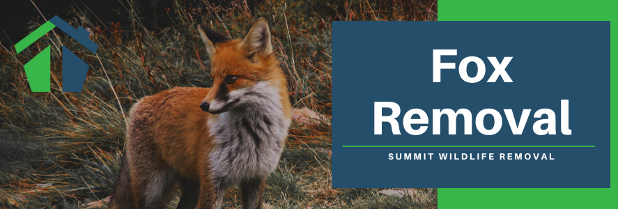 Fox Removal Virginia Beach