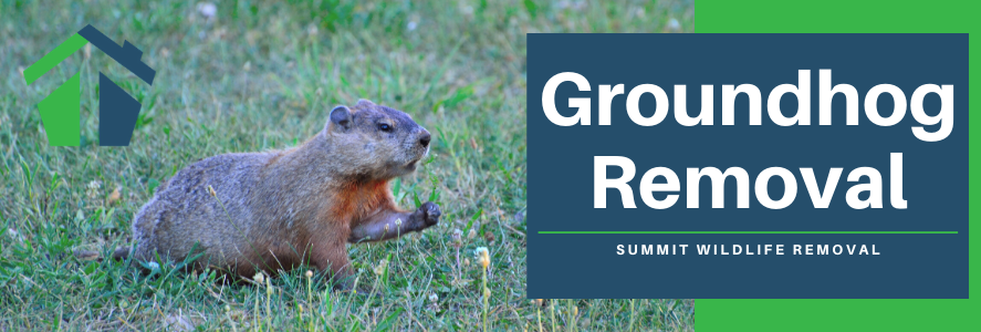 groundhog removal virginia beach