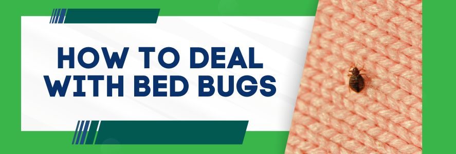 How To Deal With Bed Bugs