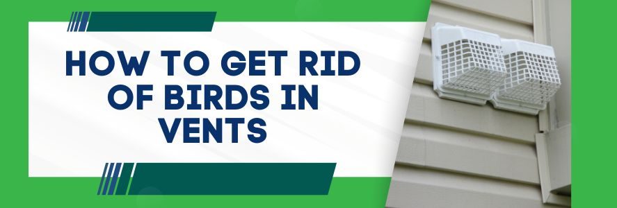 How To Get Rid of Birds in Vents