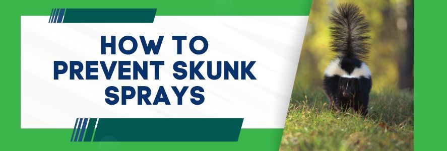How To Prevent Skunk Sprays