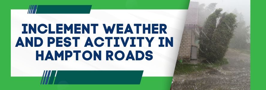 Inclement Weather and Pest Activity in Hampton Roads