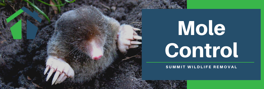 mole treatment virginia beach